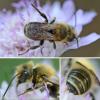 Osmia dimidiata